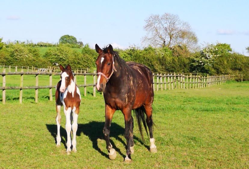 Pinto Sport Horse Foal